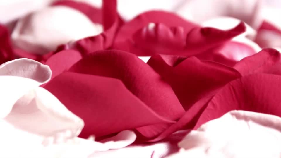 爱情立体玫瑰花吹动展示相册m00017插图4